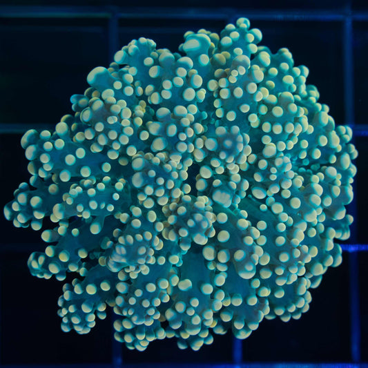 Gold Octospawn Coral