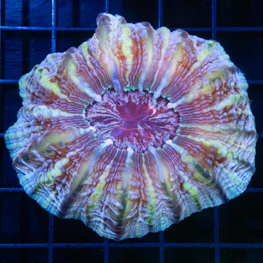 Red gold pink cynarina