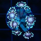 Rainbow Goniopora Coral Frag