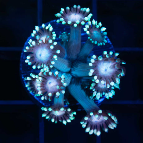 Rainbow Goniopora Coral Frag