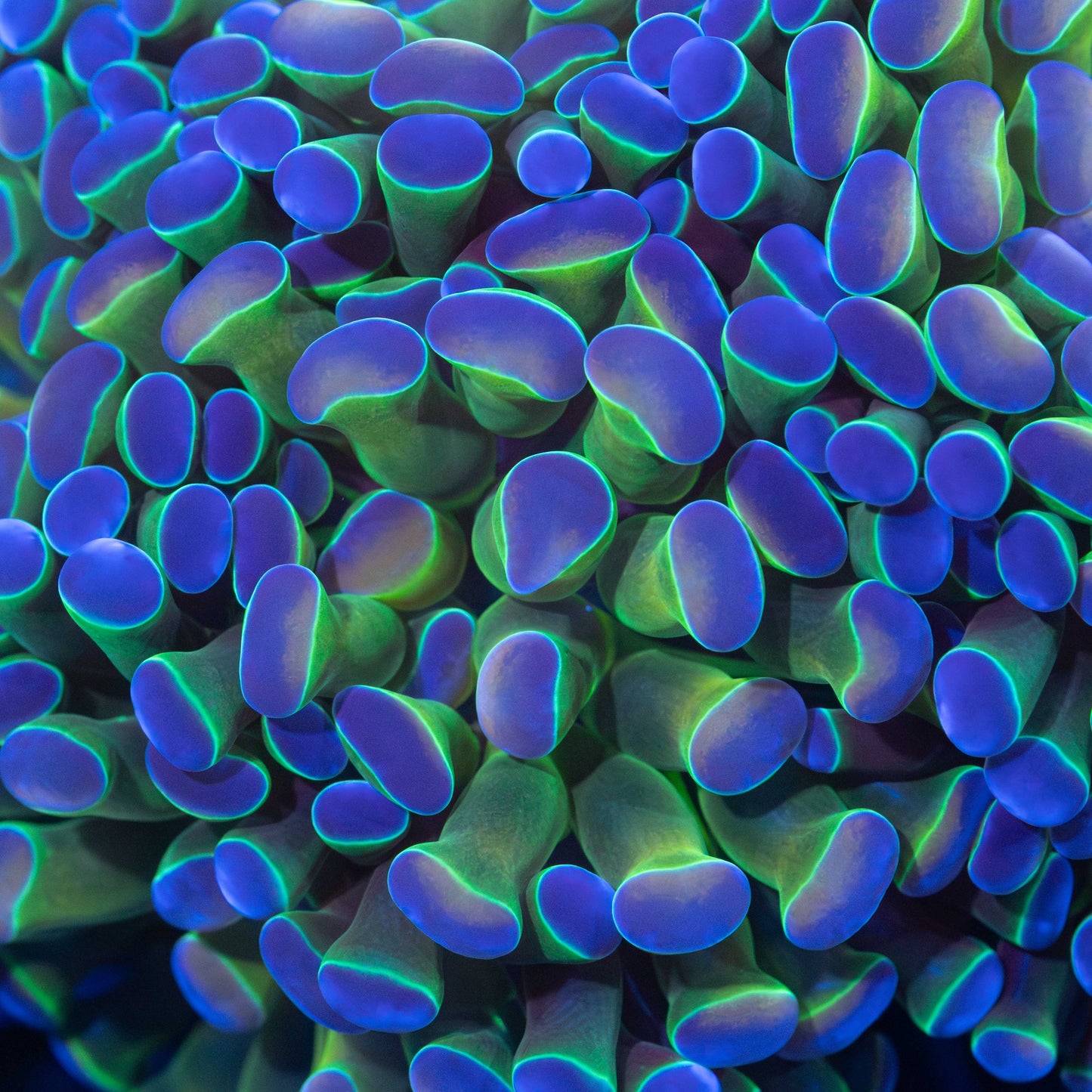 Hologram Hammer Coral