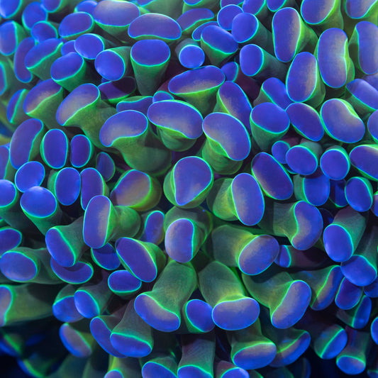 Hologram Hammer Coral