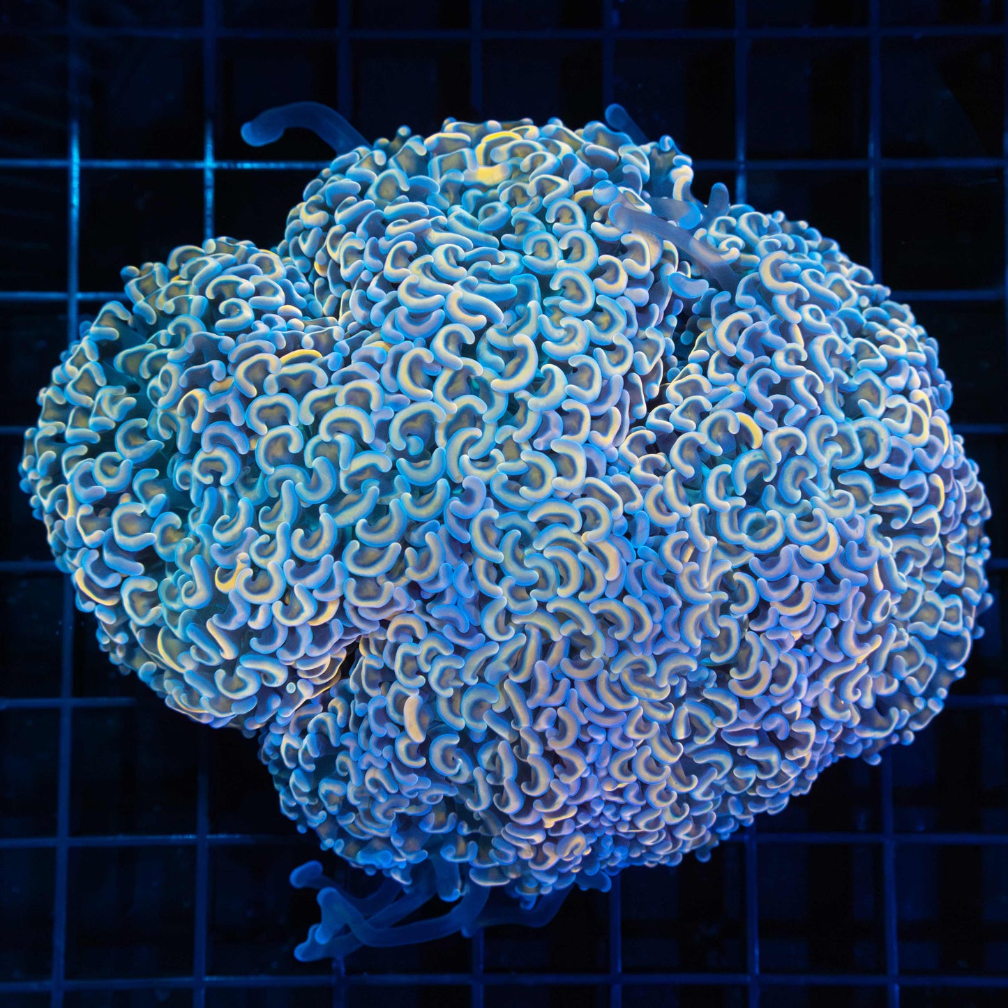 Rainbow Hammer Coral 4.75"