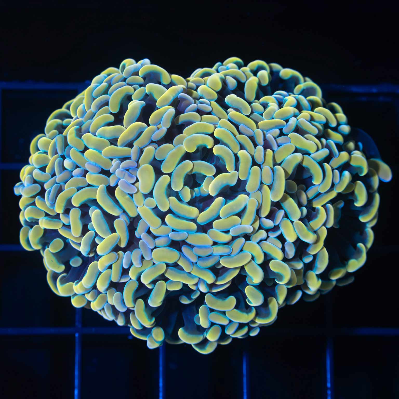 Gold Rainbow Hammer 6 Polyp Colony