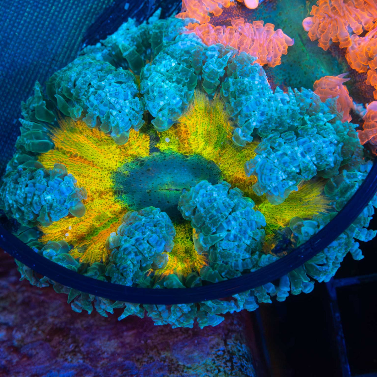 XL Yellow Rainbow Rock Flower Anenome