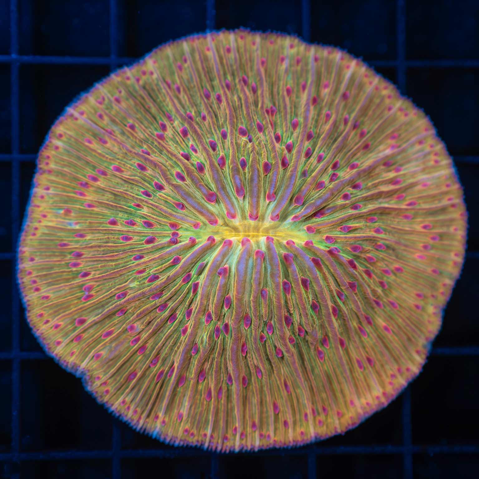XL Red Tentacle Gold Plate Coral