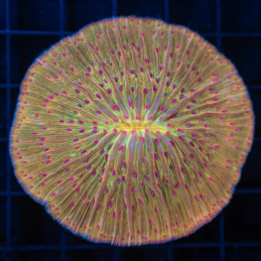 XL Red Tentacle Gold Plate Coral