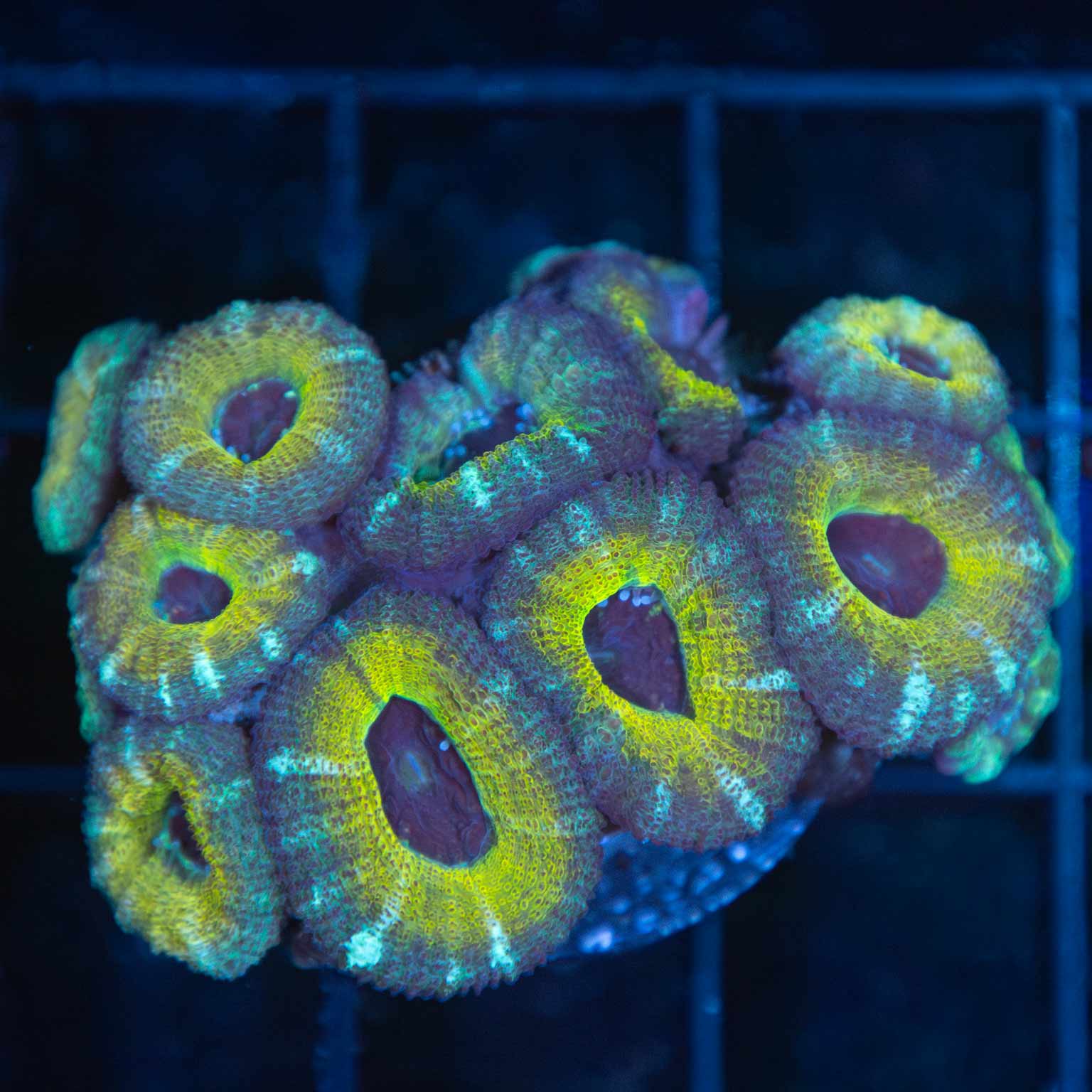 LPS Corals For Sale – Page 2 – Lucky Corals