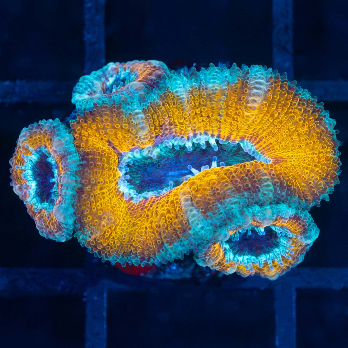 Gold and Teal Ring Acan