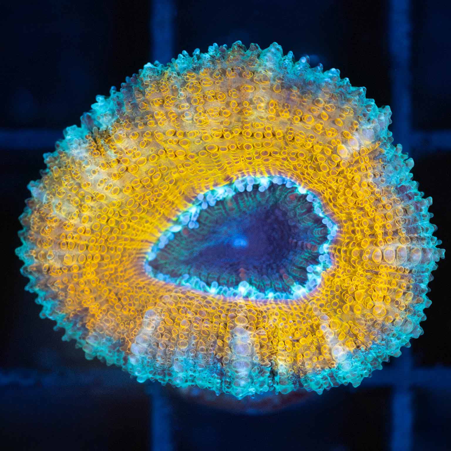 Gold and Teal Ring Acan