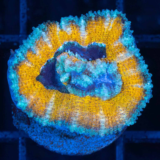 Unusual Gold Ring Acan