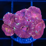 Asian Acan