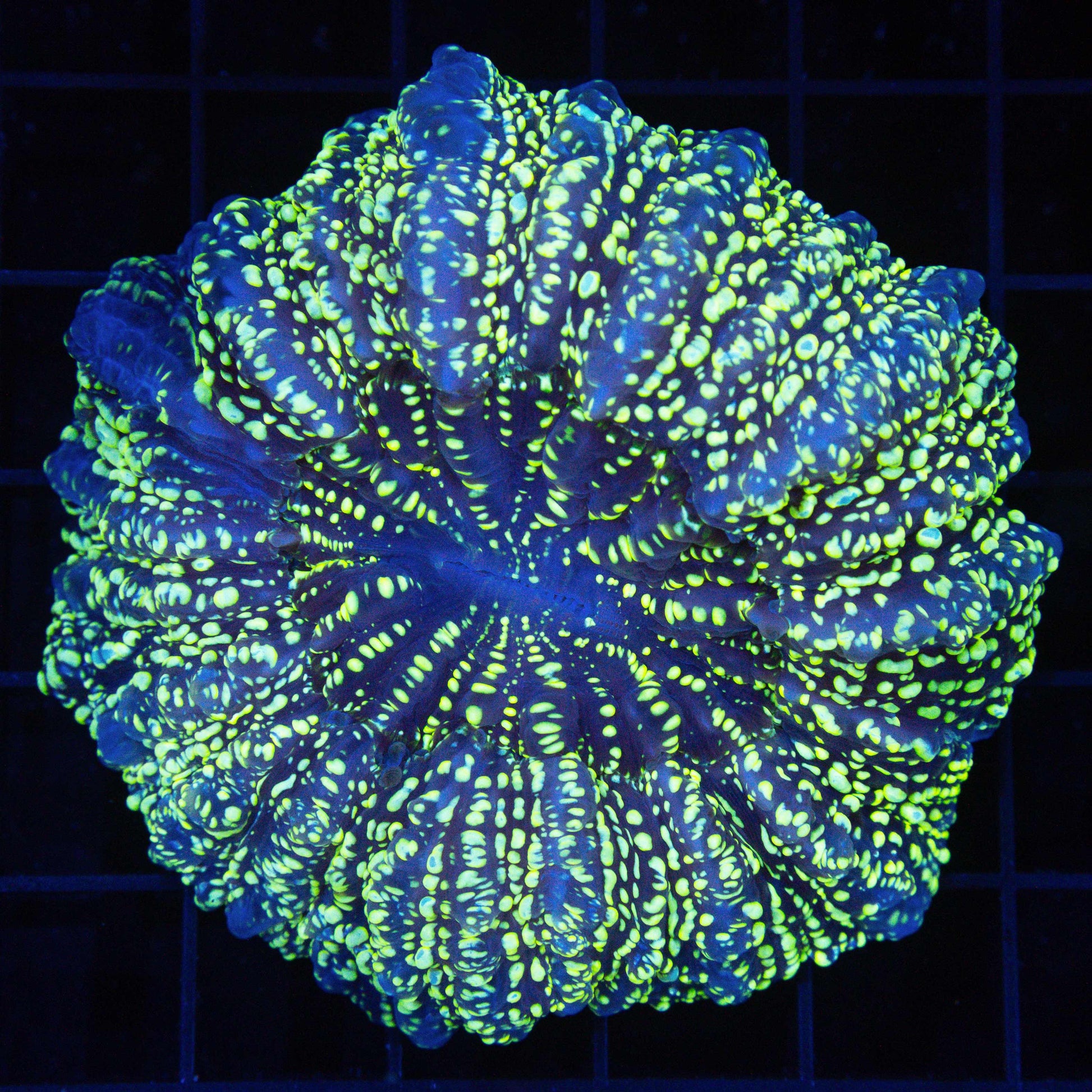 Rare Gold Spot Acanthophyllia 3.5"