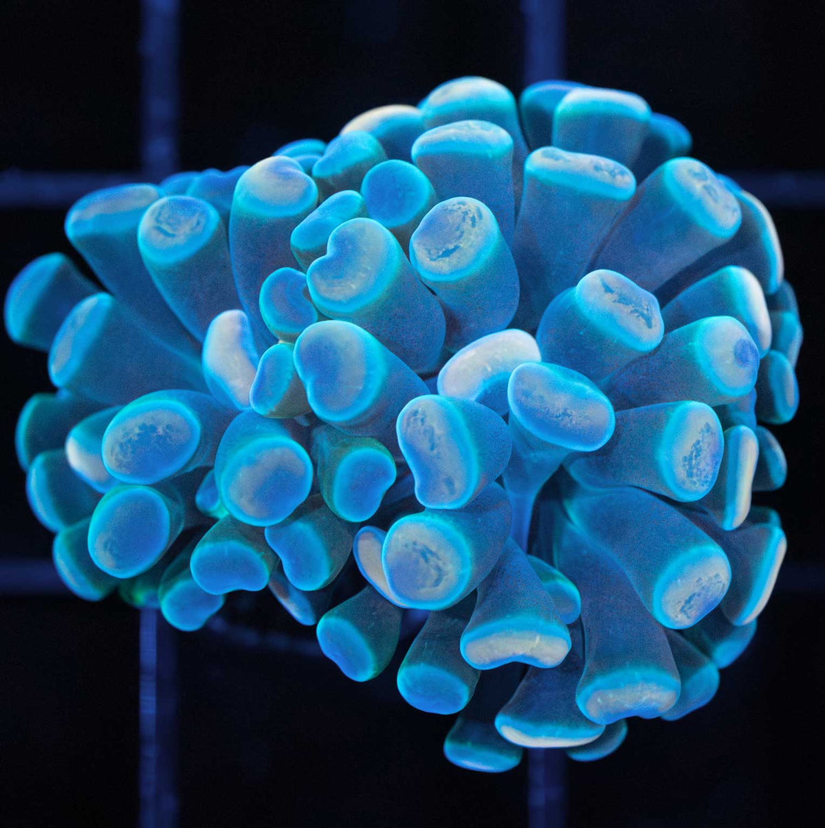 Gold Teal Blue Branching Hammer