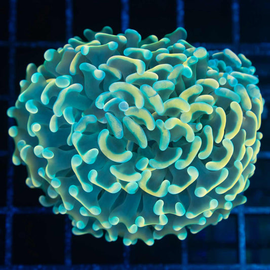 Gold and Teal Hammer Coral 3"