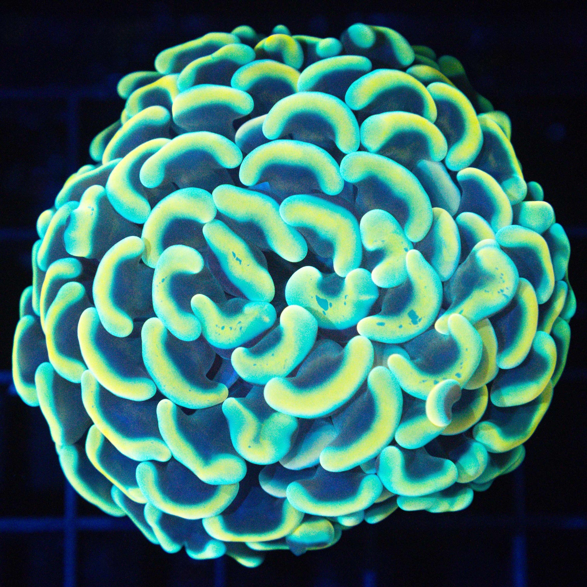 Gold and Teal Malay Branching Hammer 2.25"