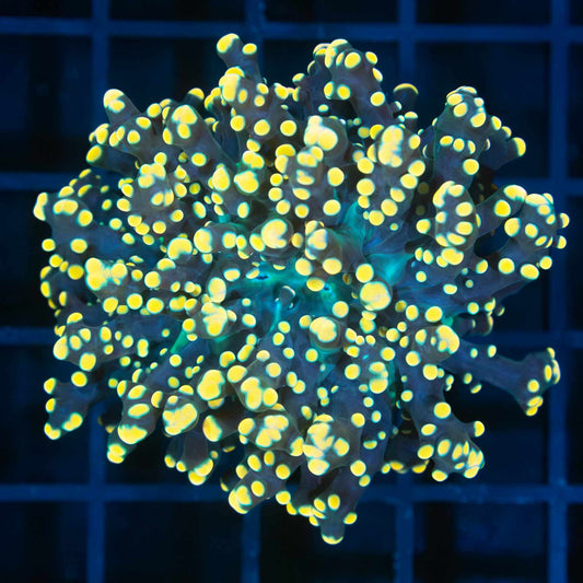 Bright Gold and Teal Octospawn Coral (Branching)