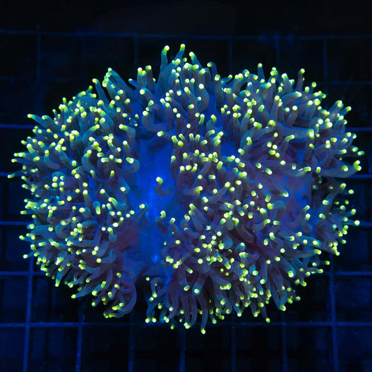 Rasta Elegance Coral 5" (Hard to Find)
