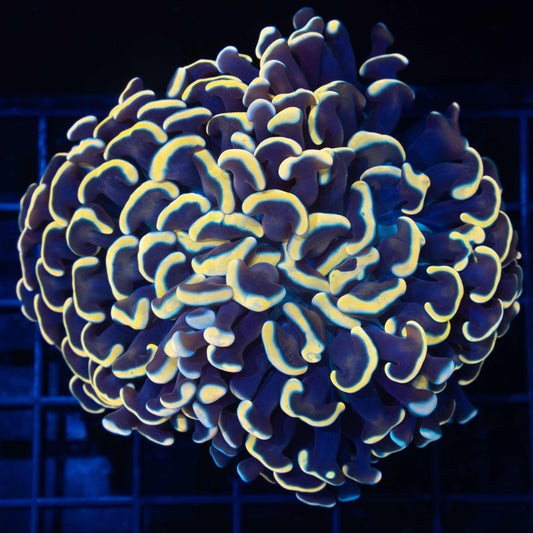 Bright Gold Hammer Coral 3.5"