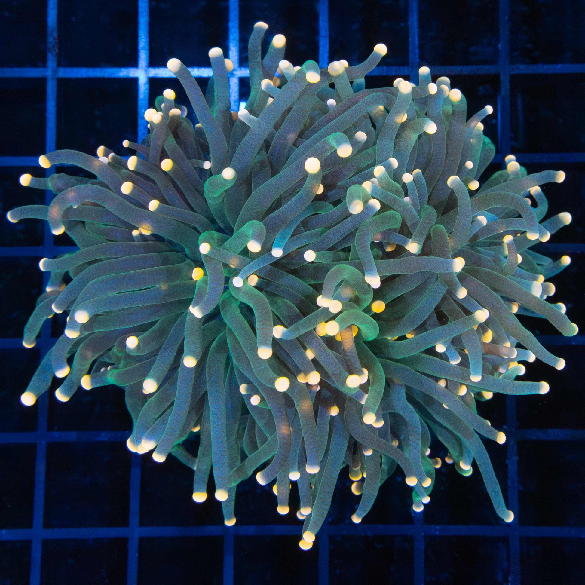 2 Large Heads Peach Tip Green Torch Coral