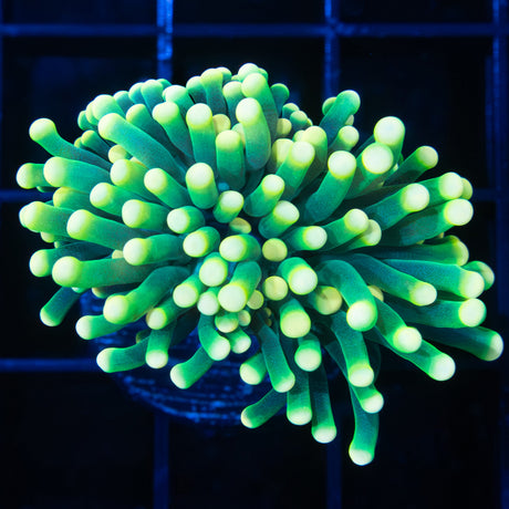 Gold Tip Green Torch Coral