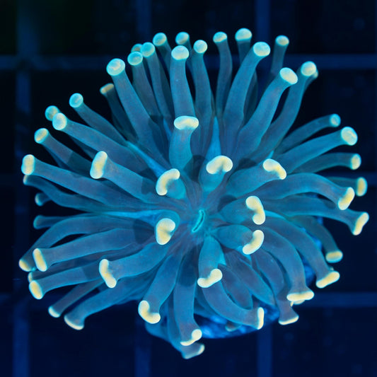 Gold Tip Hammer Coral (Branching)