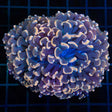 Large Gold Hammer Coral