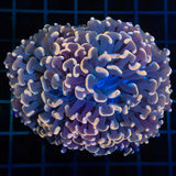 Large Gold Hammer Coral