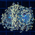2 Heads Gold Ultra Hammer Coral