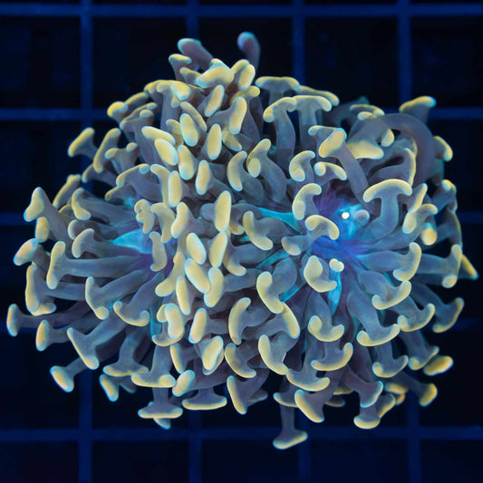 2 Heads Gold Ultra Hammer Coral