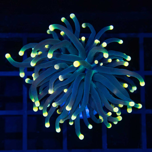 Gold Tip Torch Coral