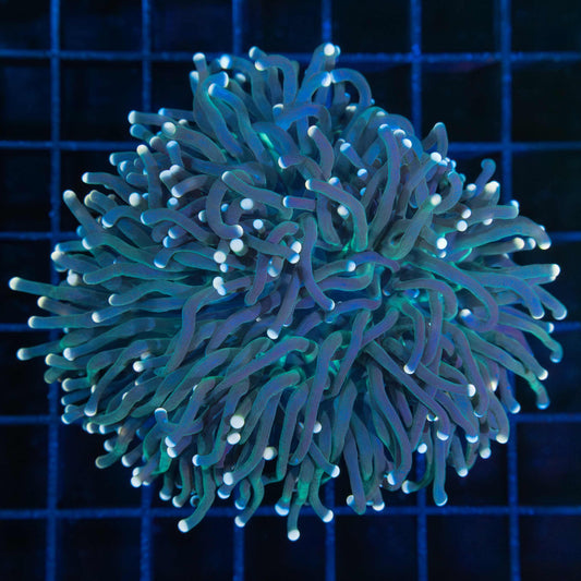 XL Gold tip green & purple stem torch coral