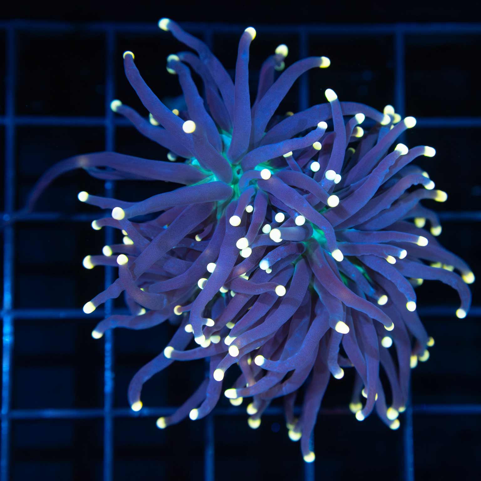 Gold Tip Green Center Torch Coral (2 Polyps)