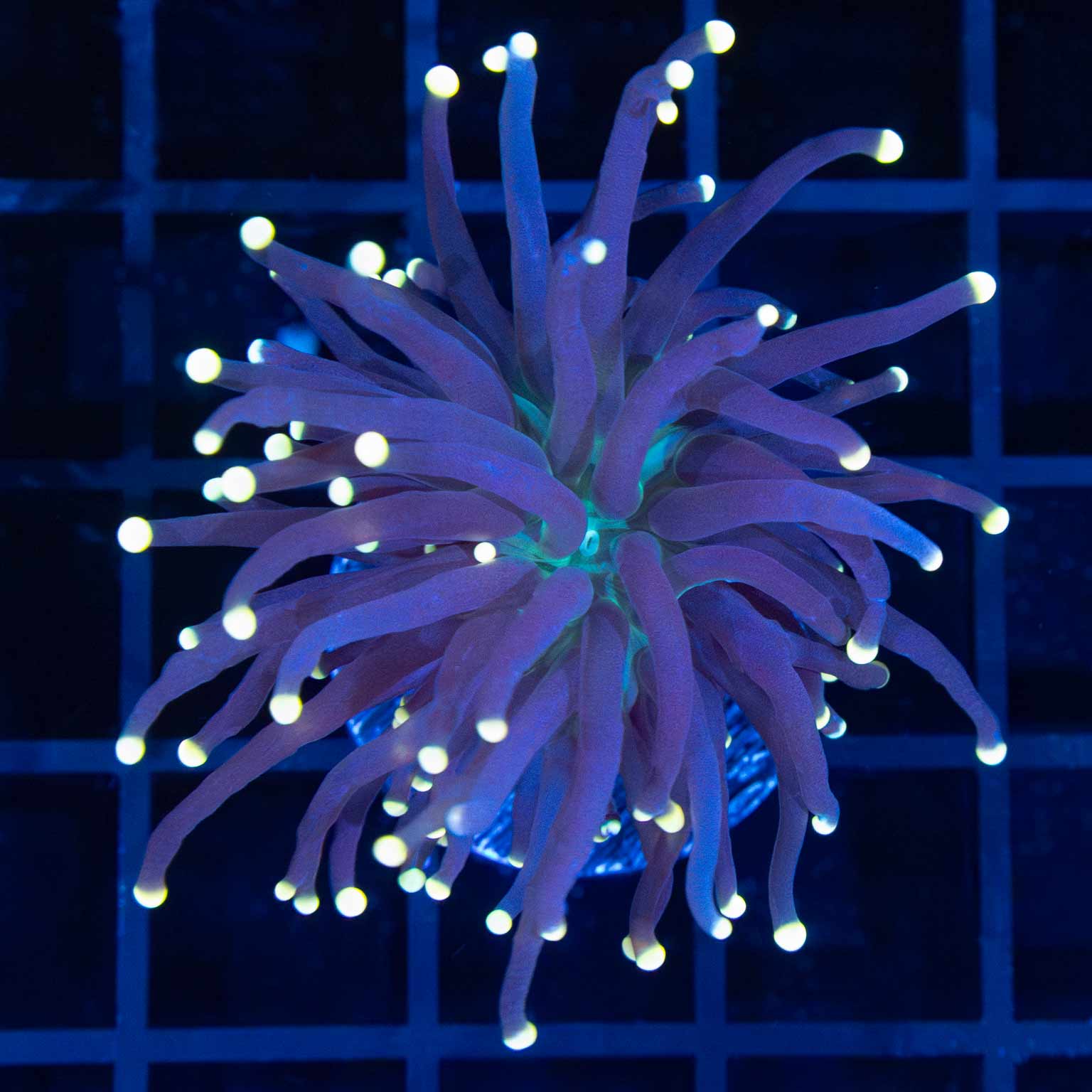 Gold Tip Green Mouth Torch Coral