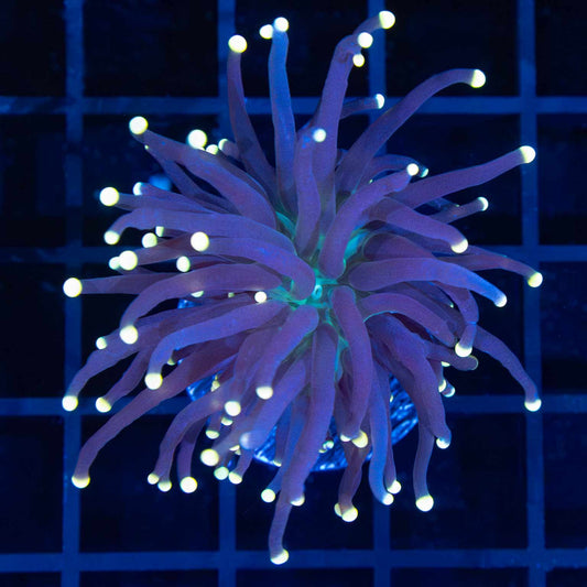 Gold Tip Green Mouth Torch Coral