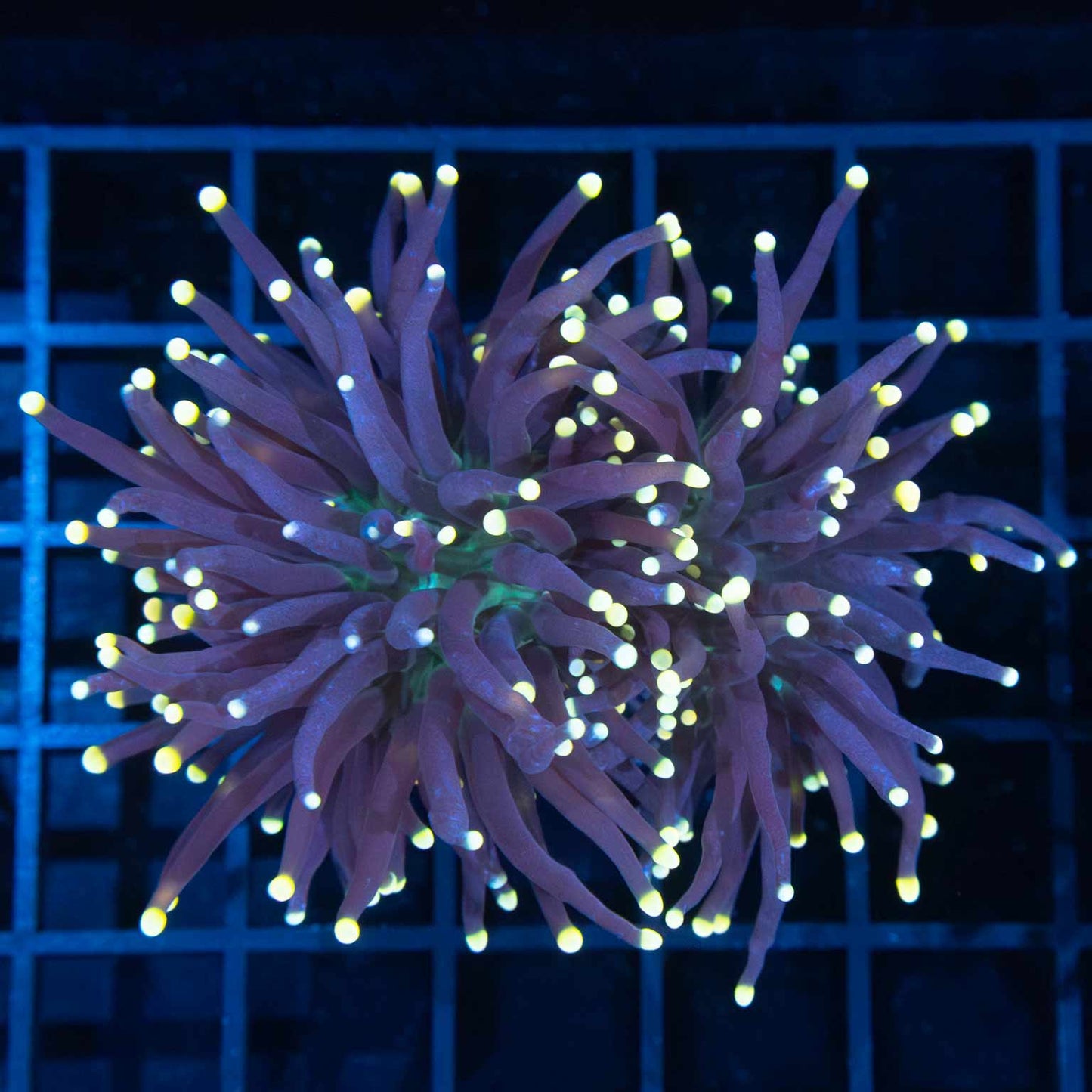 2 Heads Gold Tip Green Mouth Torch Coral