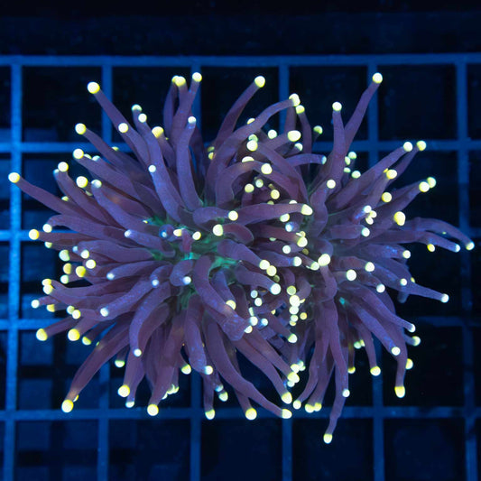 2 Heads Gold Tip Green Mouth Torch Coral