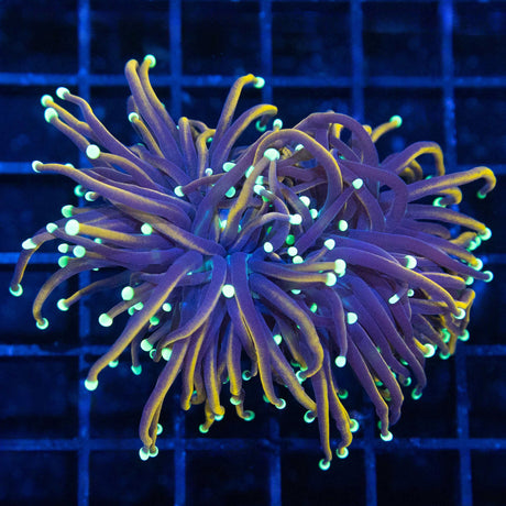 2 Heads Orangish Gold Teal Tip Torch Coral