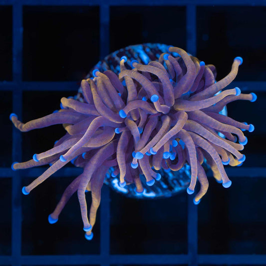 Indo Gold Torch Coral