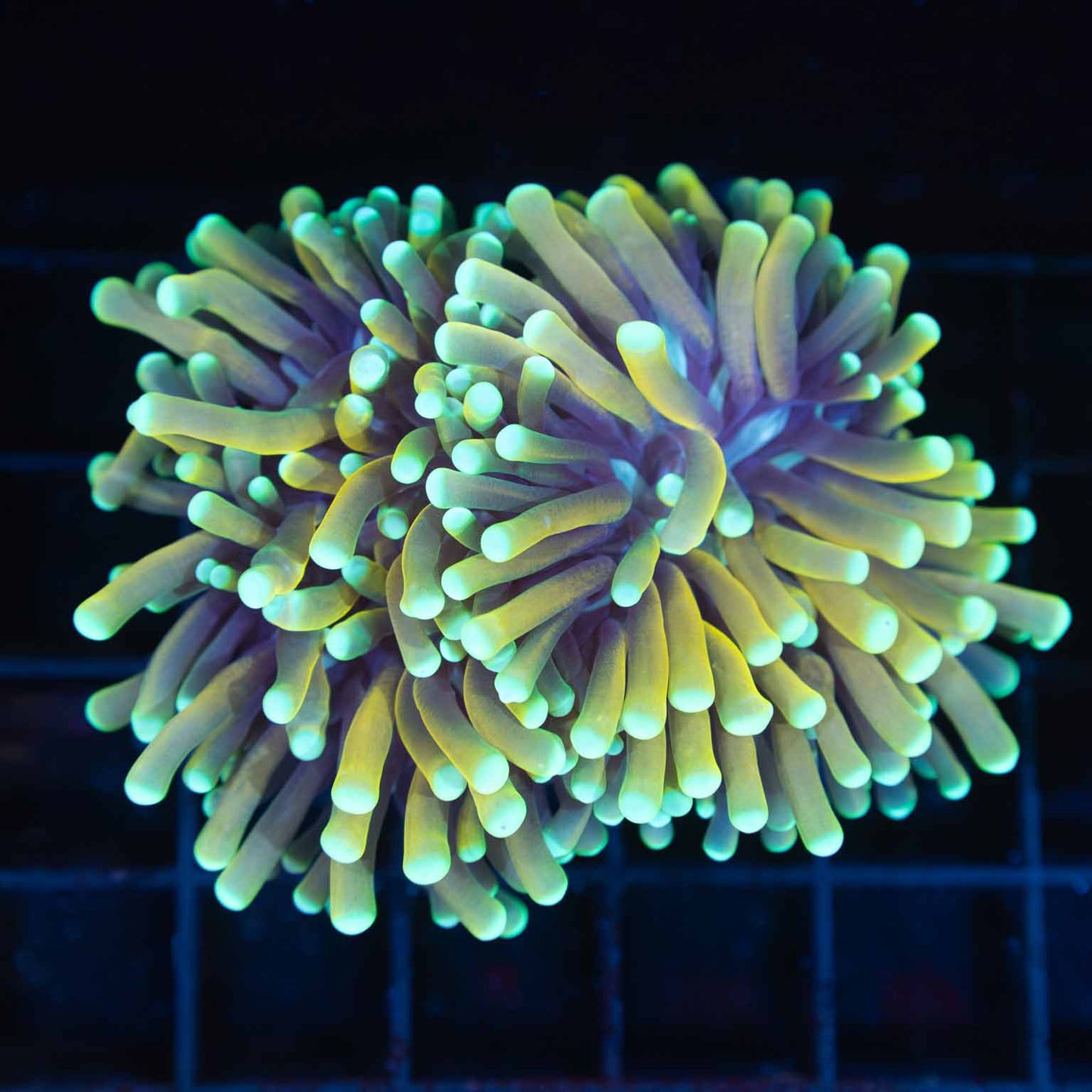 Teal Tip 24K Gold Torch Coral (Splitting 3") Lucky Corals