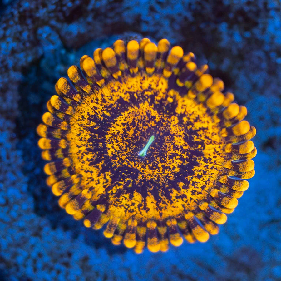 Gold Maul Zoa