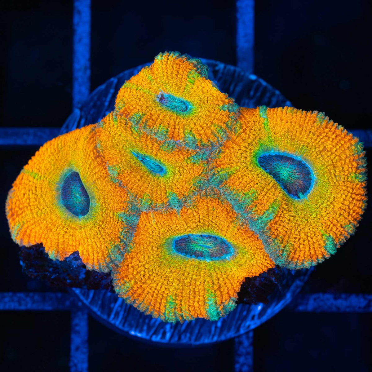 yellow acan coral 5 polyps