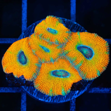 yellow acan coral 5 polyps