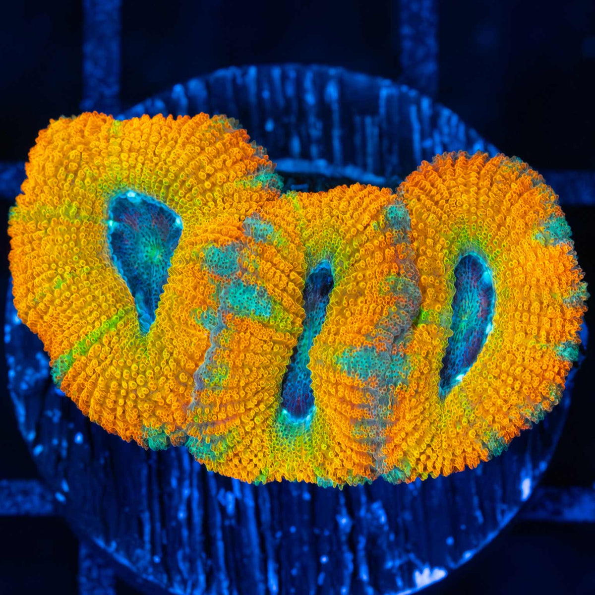yellow Acan Coral 3 polyps