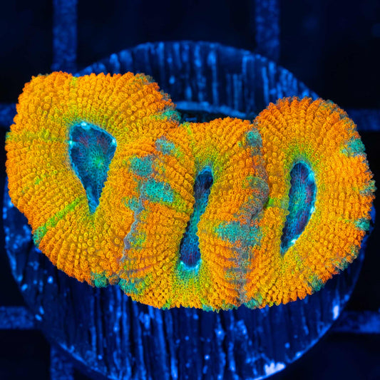 yellow Acan Coral 3 polyps