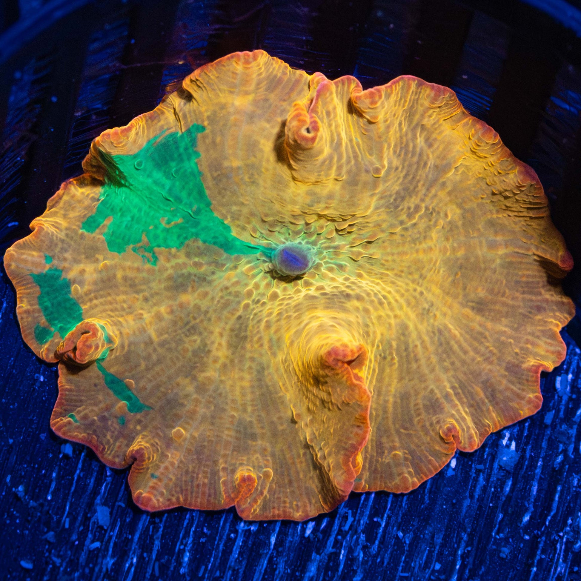 Golden Candy Crush Mushroom Coral