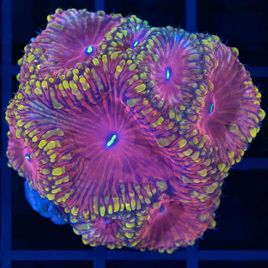 Pink Yellow Blue Blasto Colony
