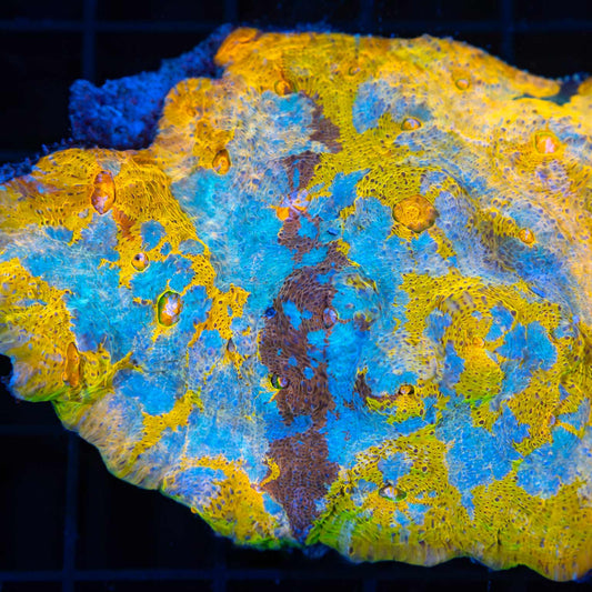 Golden 7 Color Chalice Colony