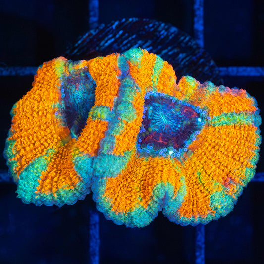 Rare Golden Asian Acan