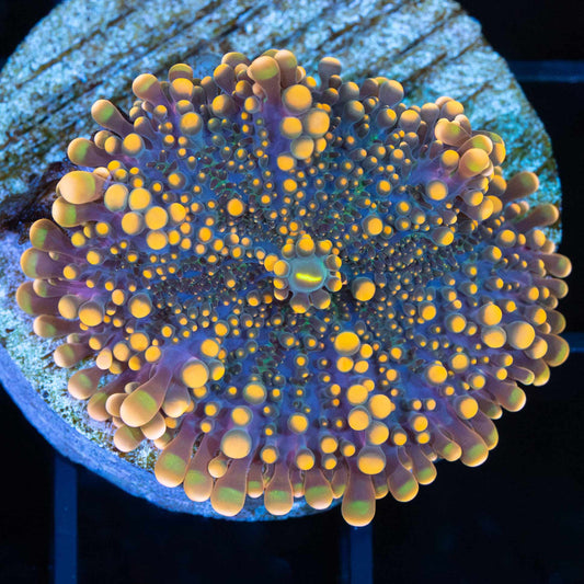 4 Color Yuma Mushroom Coral